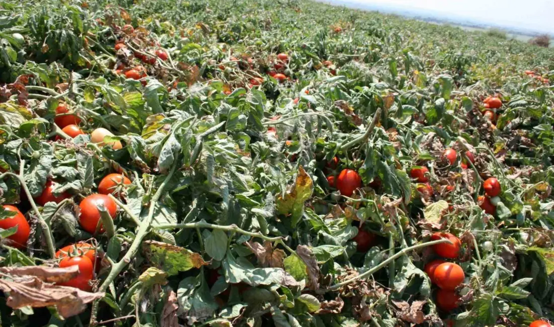 Salçalık domates üretiminde önde gelen merkezlerden olan Bursa’nın Karacabey ilçesinde
