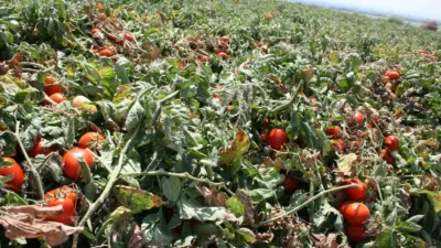 Salçalık domates üretiminde önde gelen merkezlerden olan Bursa’nın Karacabey ilçesinde