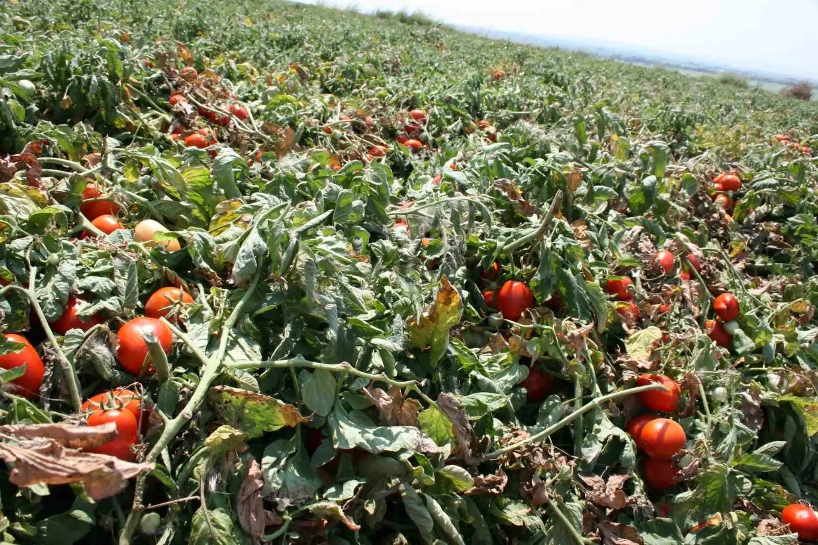 Salçalık domates üretiminde önde gelen merkezlerden olan Bursa’nın Karacabey ilçesinde