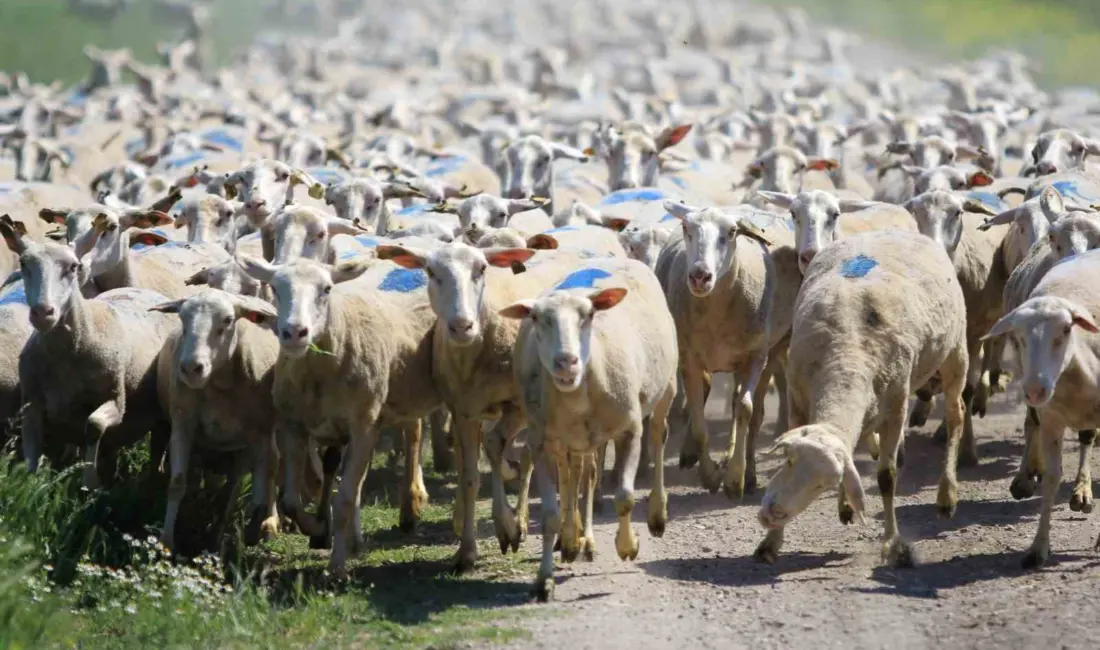 Tarım ve Orman Bakanlığı tarafından kırsal kalkınmayı desteklemek ve hayvancılıkta sürdürülebilirliği