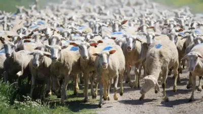 Tarım ve Orman Bakanlığı tarafından kırsal kalkınmayı desteklemek ve hayvancılıkta sürdürülebilirliği