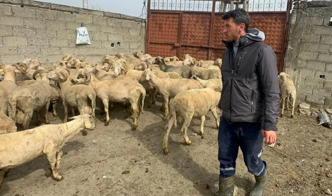 Bursa’nın Mustafakemalpaşa ilçesine bağlı kırsal Yamanlı Mahallesi’nde küçükbaş hayvancılıkla uğraşan