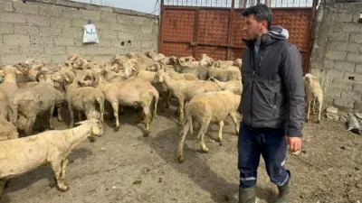 Bursa’nın Mustafakemalpaşa ilçesine bağlı kırsal Yamanlı Mahallesi’nde küçükbaş hayvancılıkla uğraşan