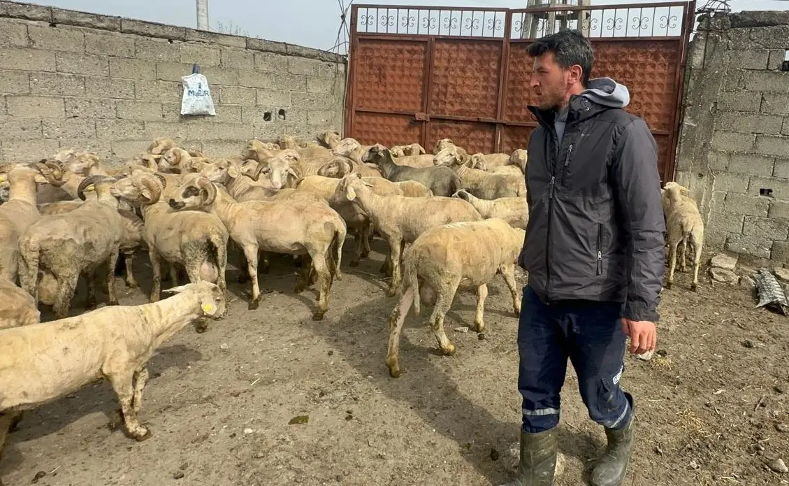 Bursa’nın Mustafakemalpaşa ilçesine bağlı kırsal Yamanlı Mahallesi’nde küçükbaş hayvancılıkla uğraşan