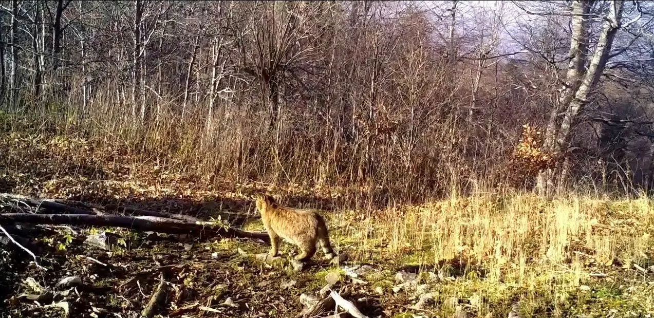 Doğal yaşamı izlemek ve koruma çalışmalarına katkı sağlamak amacıyla ormanlık