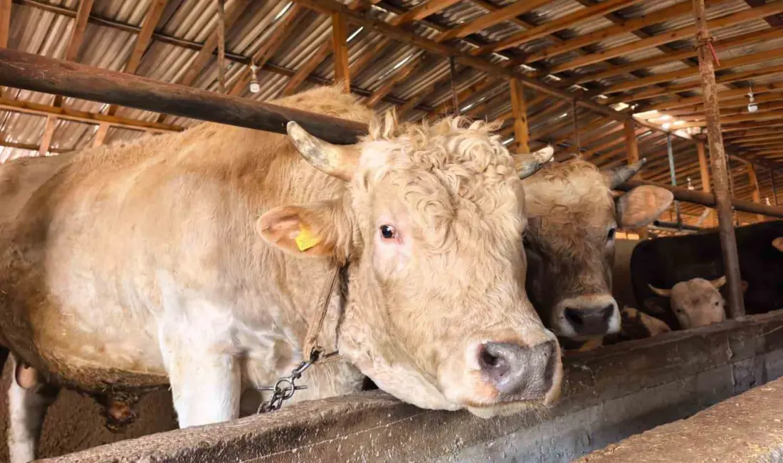 Bursa’da kurbanlık hayvan satışı yapılan çiftlikteki 1 ton 100 kilo