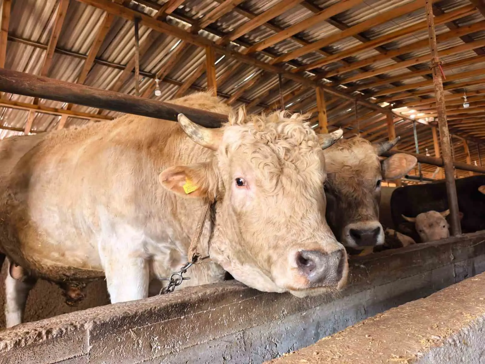 Bursa’da kurbanlık hayvan satışı yapılan çiftlikteki 1 ton 100 kilo