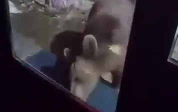 Uludağ’da yiyecek arayan ayı ailesi, bir vatandaş tarafından cep telefonu