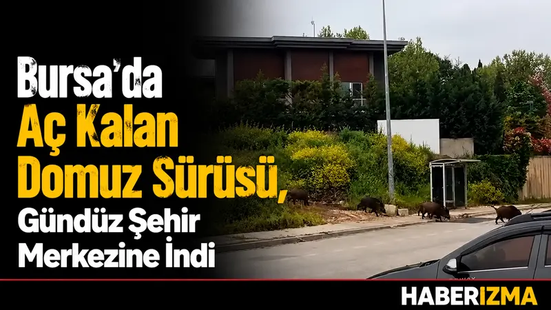 Bursa’da aç kalan domuz sürüsü gündüz saatlerinde şehir merkezine inerek