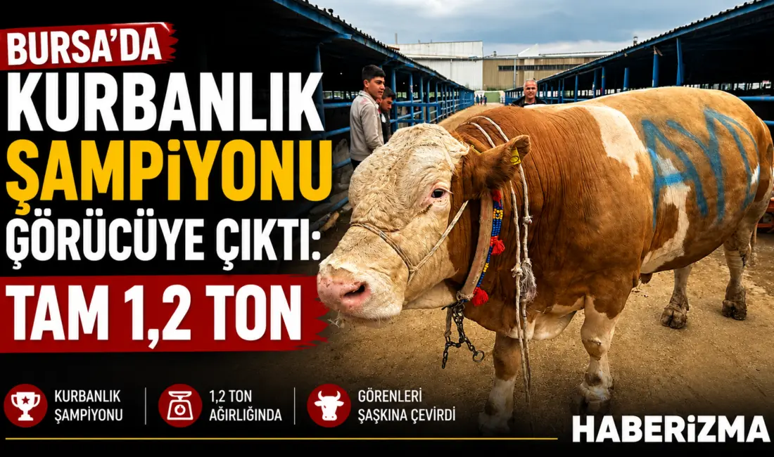 Bursa’nın Yıldırım ilçesinde kurulan İsabey Kurban Pazarı’nda, yaklaşan Kurban Bayramı