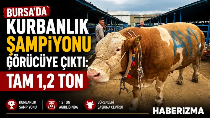 Bursa’nın Yıldırım ilçesinde kurulan İsabey Kurban Pazarı’nda, yaklaşan Kurban Bayramı