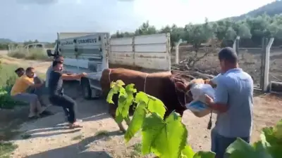 Bursa’nın Mudanya ilçesinde kamyonetten indirilen kurbanlık boğa, sahiplerine zor anlar