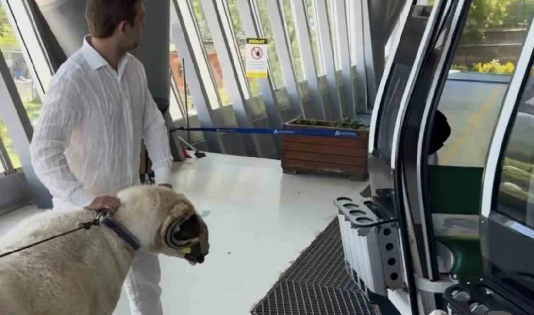 Bursa’da yaşayan Mesut Ceylan, Kurban Bayramı’nda keseceği koçu Uludağ’da teleferikle