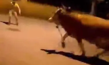 Bursa’da kaçan bir dana mahallede paniğe sebep oldu. Sahibinin elinden