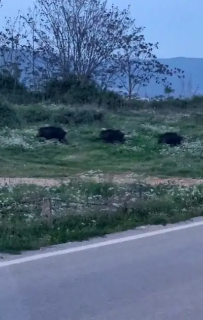 Bursa’nın Orhangazi ilçesinde şehir merkezine çok yakın bir noktada domuz