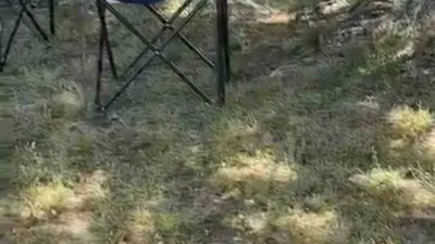Bursa’nın İznik ilçesinde görülen sarı yılan, vatandaşlar arasında kısa süreli