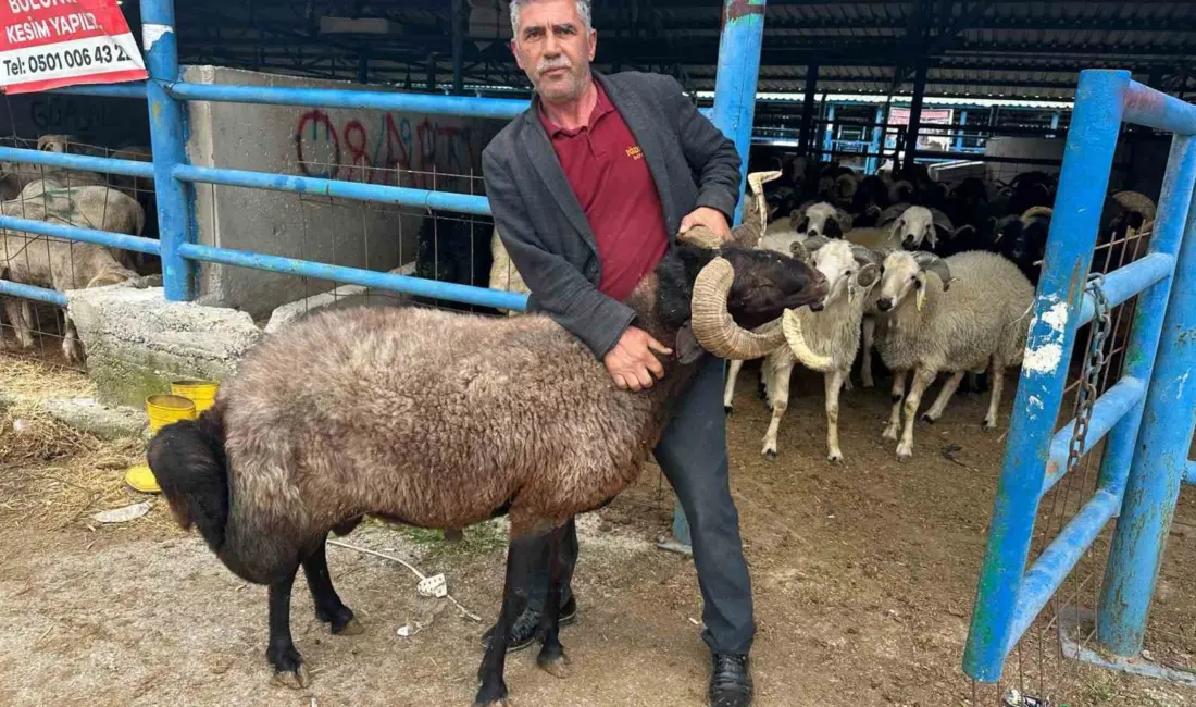 Bursa’nın Yıldırım ilçesinde kurulan İsabey Kurban Pazarı’nda, Kurban Bayramı öncesi