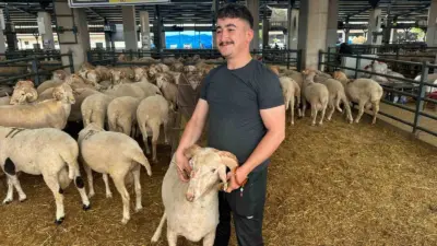 Eskişehir’in Çifteler ilçesinden Bursa’ya getirilen ve burnunun üzerindeki üçüncü boynuzuyla