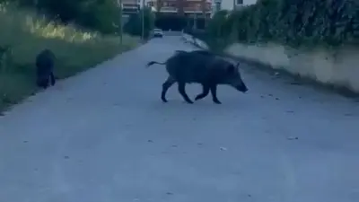 Bursa’da aç kalan iki domuz, yerleşim yerine inerek yiyecek aradı.