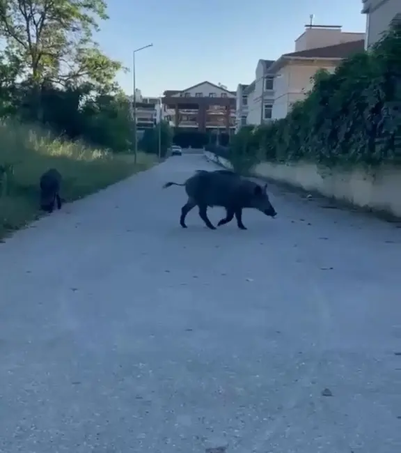 Bursa’da aç kalan iki domuz, yerleşim yerine inerek yiyecek aradı.