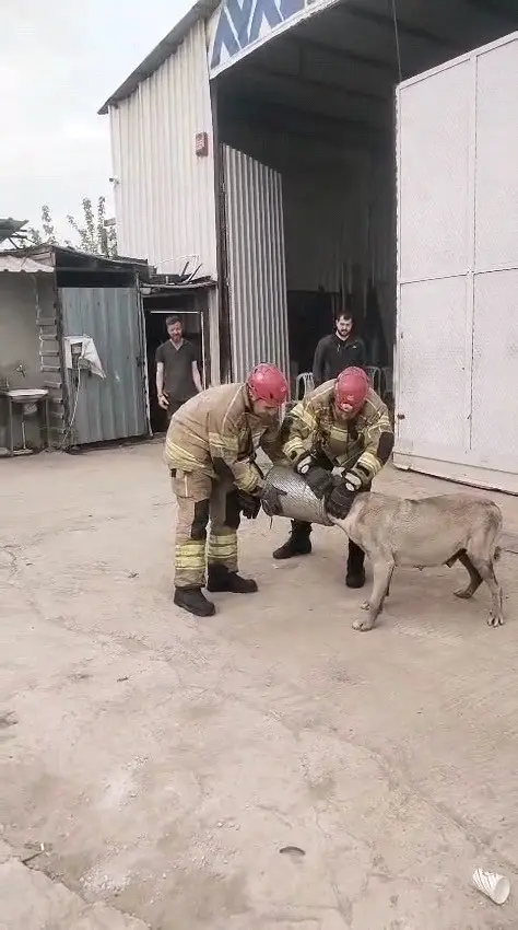 Bursa’nın İnegöl ilçesinde başını iş makinesi hava filtresine sıkıştıran gebe
