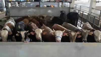 Kurban Bayramı’na 10 gün kala İnegöl Belediyesi Modern Hayvan Pazarında