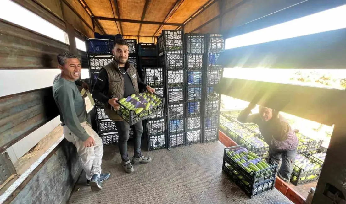 Bursa’nın İznik ilçesine bağlı Boyalıca Mahallesi’nde yetişen mevsim ilk kabaklarının