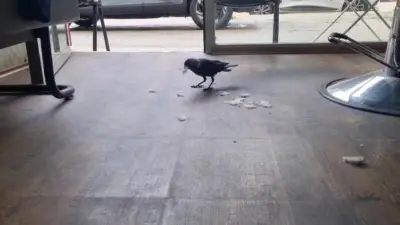 Bursa’da erkek kuaförlüğü yapan Suat Karabağ’ın “Kahraman” adını verdiği karga,