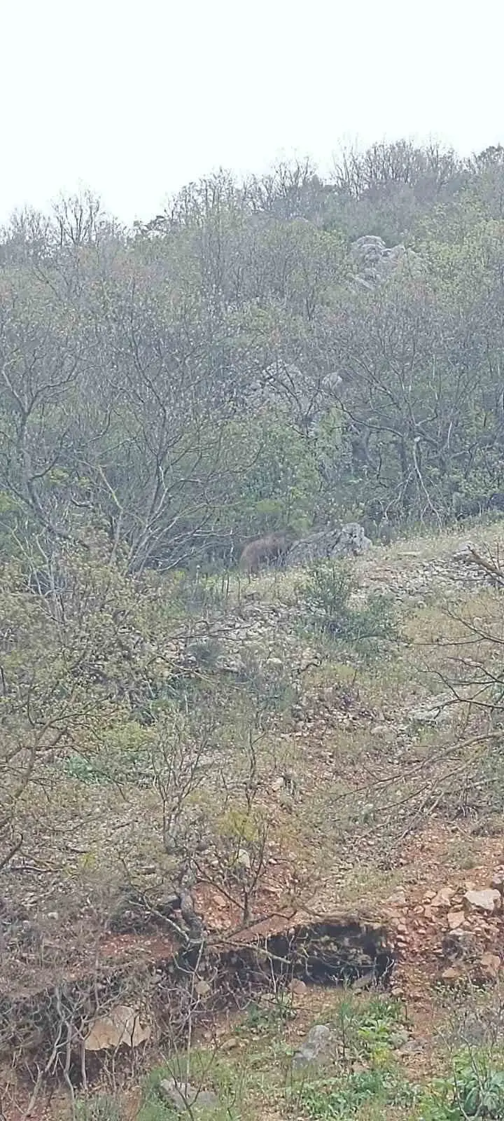 Bursa’nın Orhaneli ilçesi yolunda ana yola inen ayı vatandaşlar tarafından