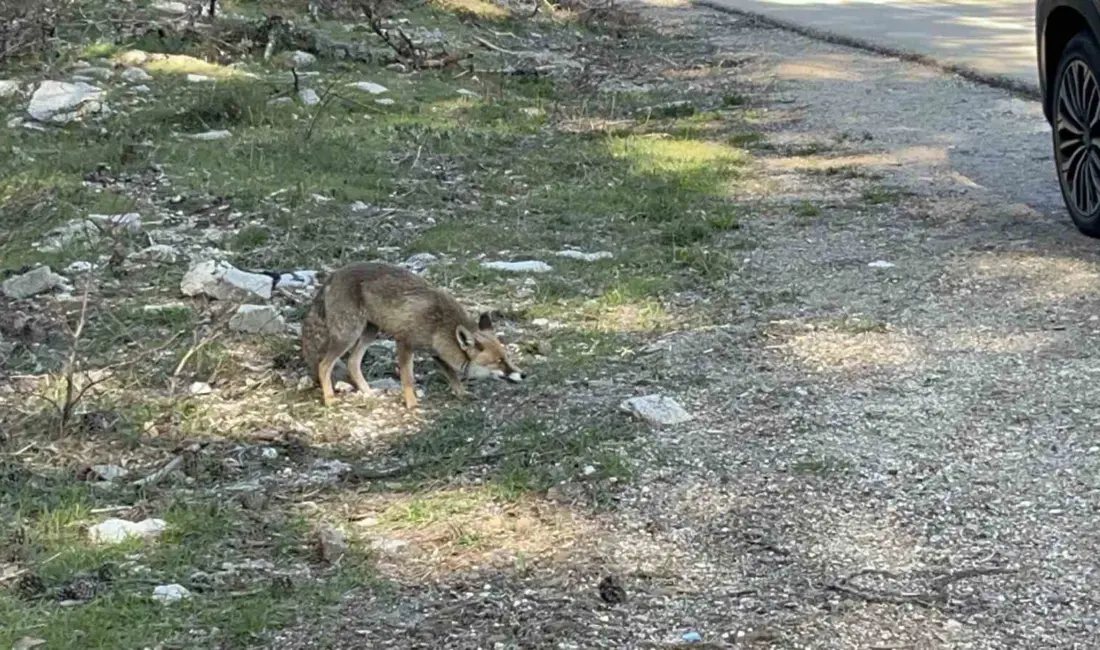 Bursa’da ailesiyle birlikte hafta sonu Uludağ’a giden Güray Akbal, dönüş