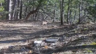 Bursa’da ormanda gezinen yaban kedisi, fotokapanla kayda alındı. Bursa Doğa
