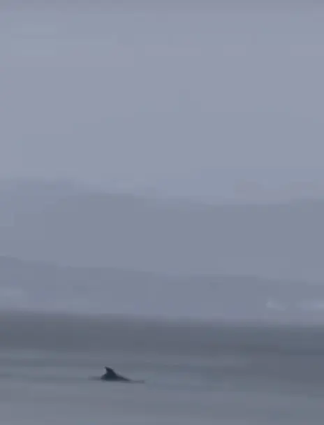 Bursa’nın Mudanya ilçesinde yağmurlu havada deniz yüzeyine çıkan yunuslar dikkat