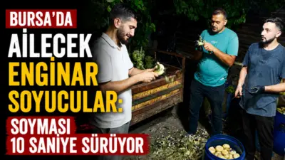 Türkiye’de enginar üretiminde İzmir’in ardından ikinci sırada yer alan Bursa’da,