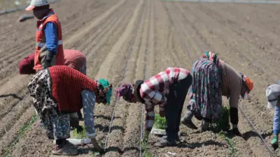 Türkiye genelindeki salçalık domates üretiminde ilk sırada yer alan Bursa’nın