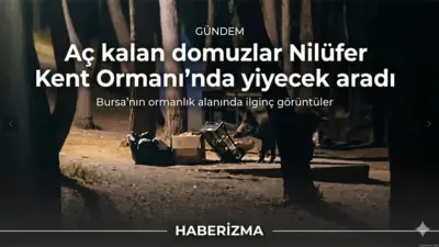 Bursa’da aç kalan yaban domuzu sürüsü, yiyecek bulmak için Kent