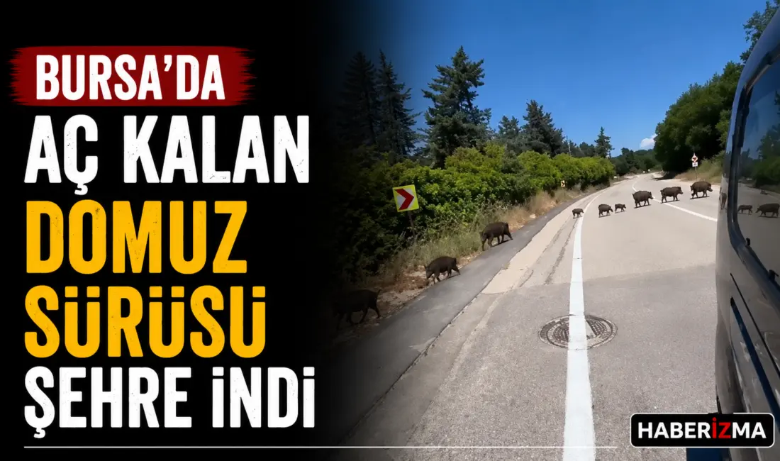 Bursa’da yiyecek bulmakta zorlandığı değerlendirilen yaban domuzları, gündüz saatlerinde şehir