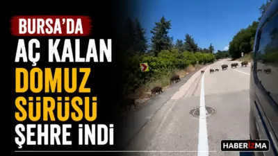 Bursa’da yiyecek bulmakta zorlandığı değerlendirilen yaban domuzları, gündüz saatlerinde şehir