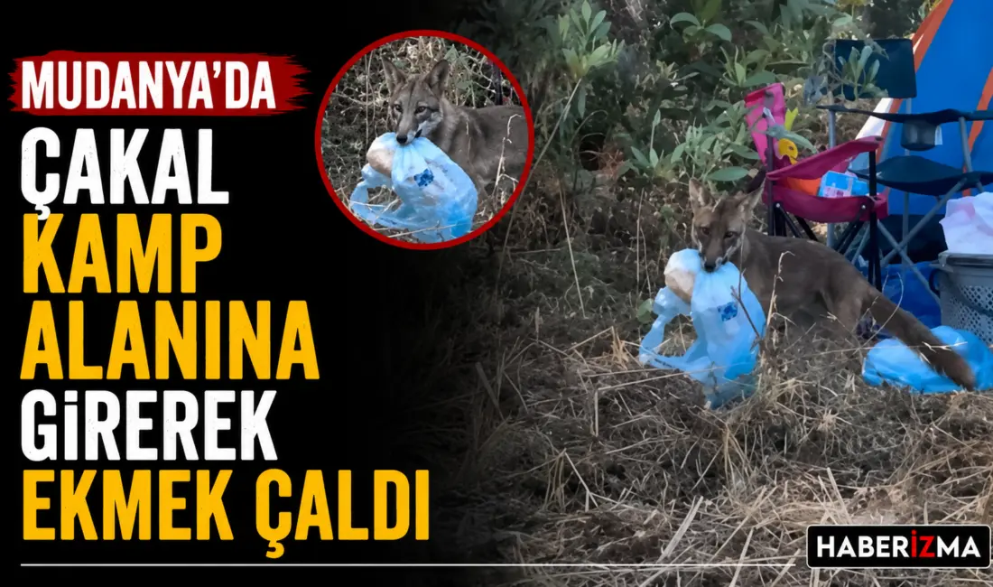 Bursa’nın Mudanya ilçesinde sahil kenarında bulunan bir kamp alanına giren