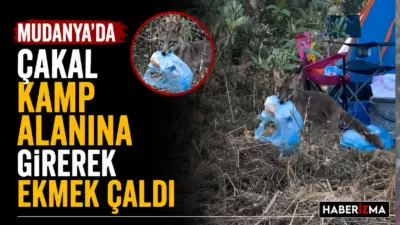 Bursa’nın Mudanya ilçesinde sahil kenarında bulunan bir kamp alanına giren