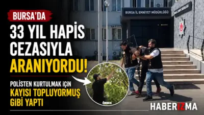 Bursa’da 29 suç kaydı bulunan firari, polisleri görünce kayısı ağacının