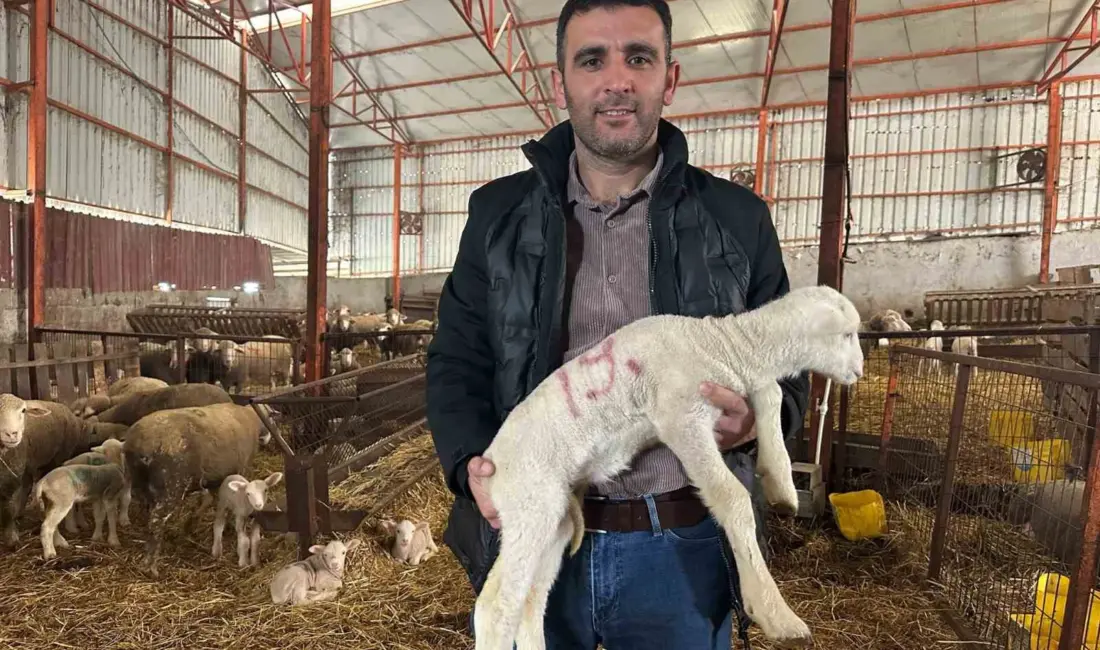 Balıkesir’in Manyas ilçesinde 57 yıldır safkan Karacabey merinosu yetiştiren deneyimli