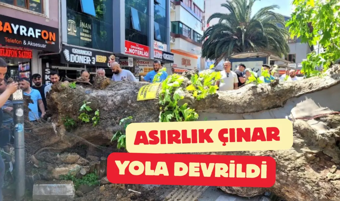 Bursa’nın Orhangazi ilçesinde tarihi çınar ağacının kökünden koparak yola devrilmesi