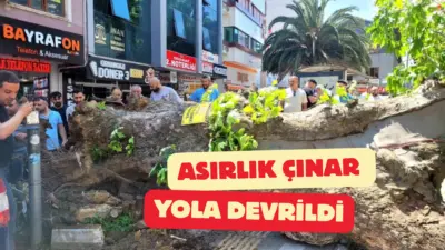 Bursa’nın Orhangazi ilçesinde tarihi çınar ağacının kökünden koparak yola devrilmesi