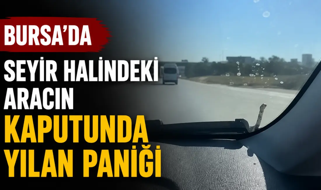 Bursa-Yenişehir yolunda seyir halinde olan bir aracın kaputunda görülen yılan,
