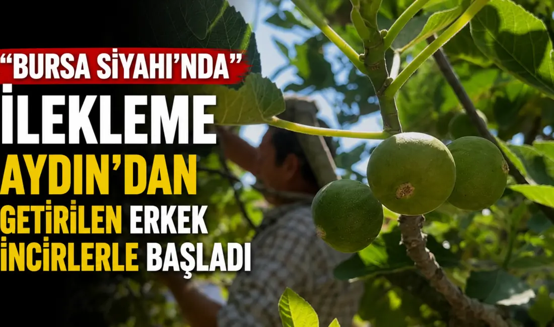 Dünyaca ünlü bir marka olan ve Bursa civarında yetişen coğrafi