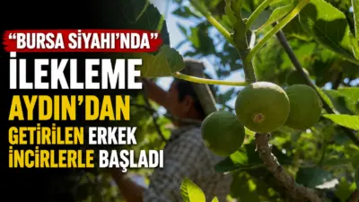 Dünyaca ünlü bir marka olan ve Bursa civarında yetişen coğrafi