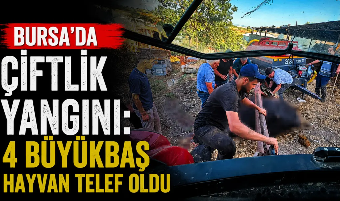 Bursa’nın Karacabey ilçesinde bir çiftlikte çıkan yangında 4 büyükbaş hayvan