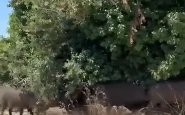 Bursa’da yiyecek bulmakta zorlandığı değerlendirilen yaban domuzları, gündüz saatlerinde şehir