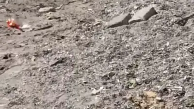 Bursa’nın Mudanya ilçesinde sahil bandında görülen yaban domuzu, vatandaşların cep