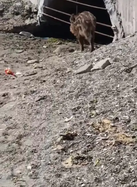 Bursa’nın Mudanya ilçesinde sahil bandında görülen yaban domuzu, vatandaşların cep